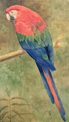 Rot-blauer Ara